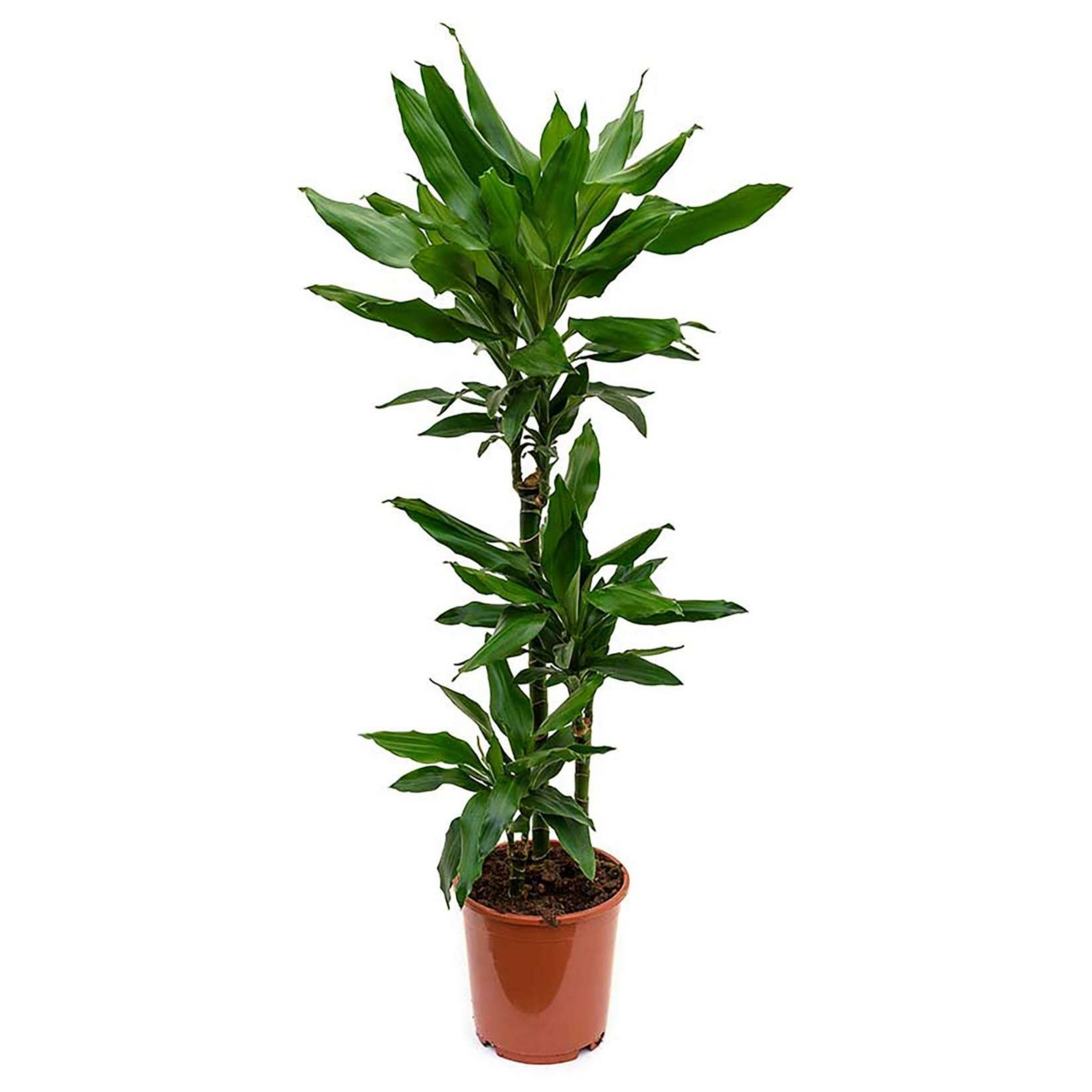 planta de interior resistente fácil de cuidar dracaena fragans janet lind com três pés folhas verdes longas e elegantes em vaso de plástico